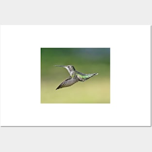 Ruby Throated Hummingbird Female Posters and Art